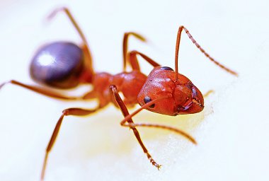 how to make ants in the garden