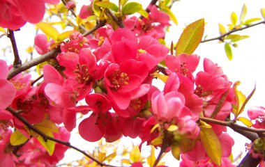 quince flowers