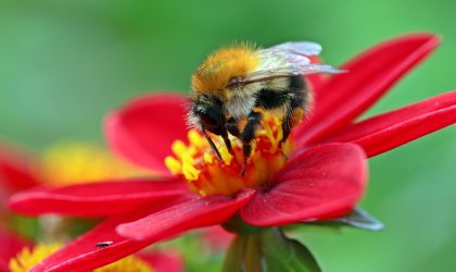 Therapeutic effects of bee pollen