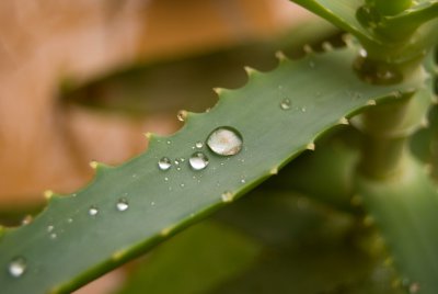 Aloe Vera - application