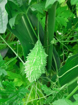 balm cultivation