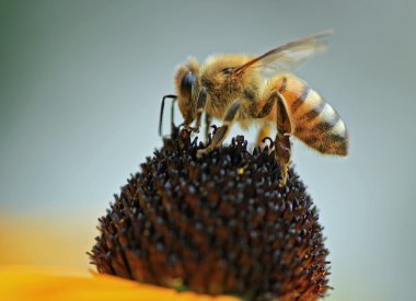 bee dumplings