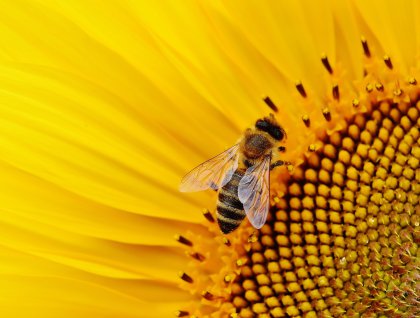 bee pollen and health