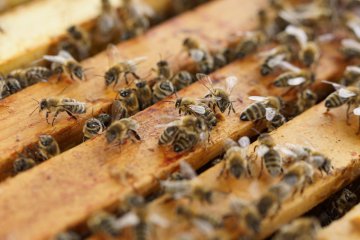 Bees pollen Dosage
