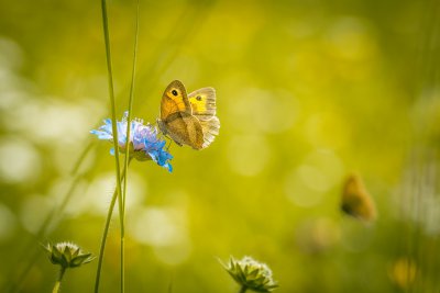 buy pollen