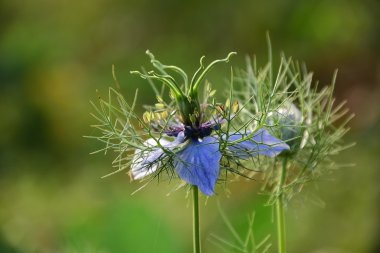 cumin seeds