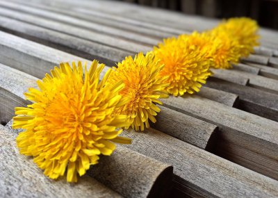 dandelion application