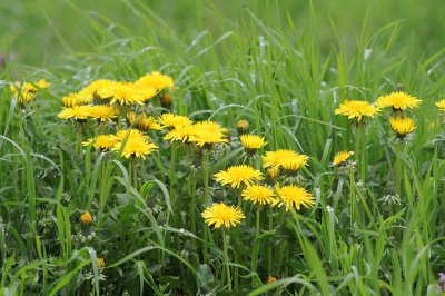 dandelion