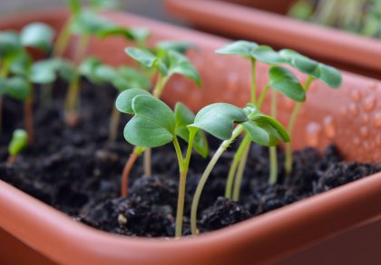 germ cultivation at home