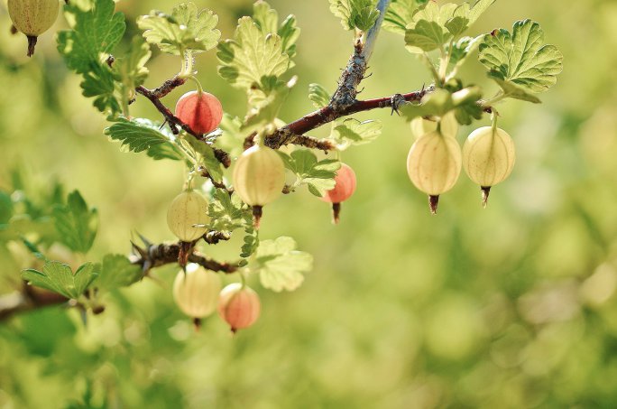 gooseberries of the variety