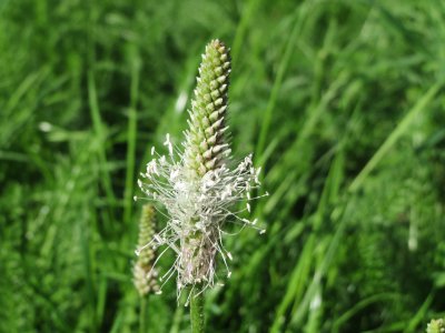 Grandmother's Psyllium plexiglass