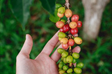 green coffee beans