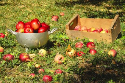 homemade apple vinegar