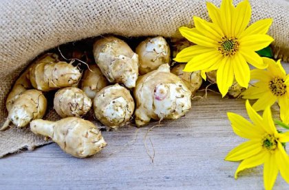 Jerusalem artichoke Jerusalem artichoke