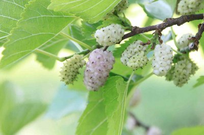 Mulberry in the fight against diabetes