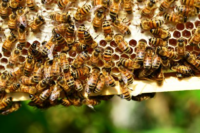 pollen combats anaemia