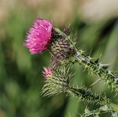 the characteristics of the thistle