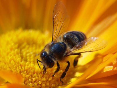 The richness of bee pollen