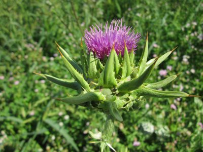 thistle spotted thistle