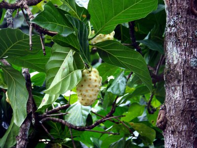 white mulberry extract